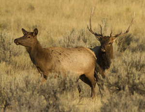 elk